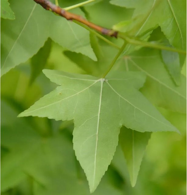 Amerikanischer Amberbaum Liquidambar styraciflua, Höhe: 80-100 cm, grün - Bild 1