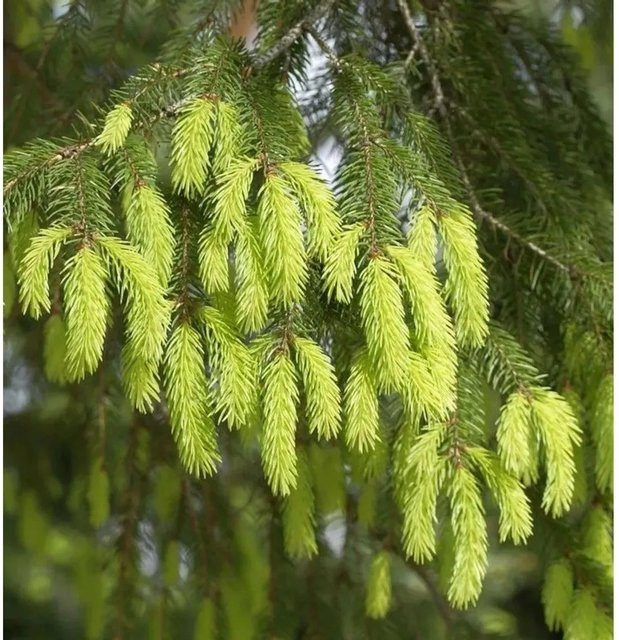 Gelbe Fichte Picea abies Aurea von Nr-01.de, Höhe: 70-80 cm - Bild 1