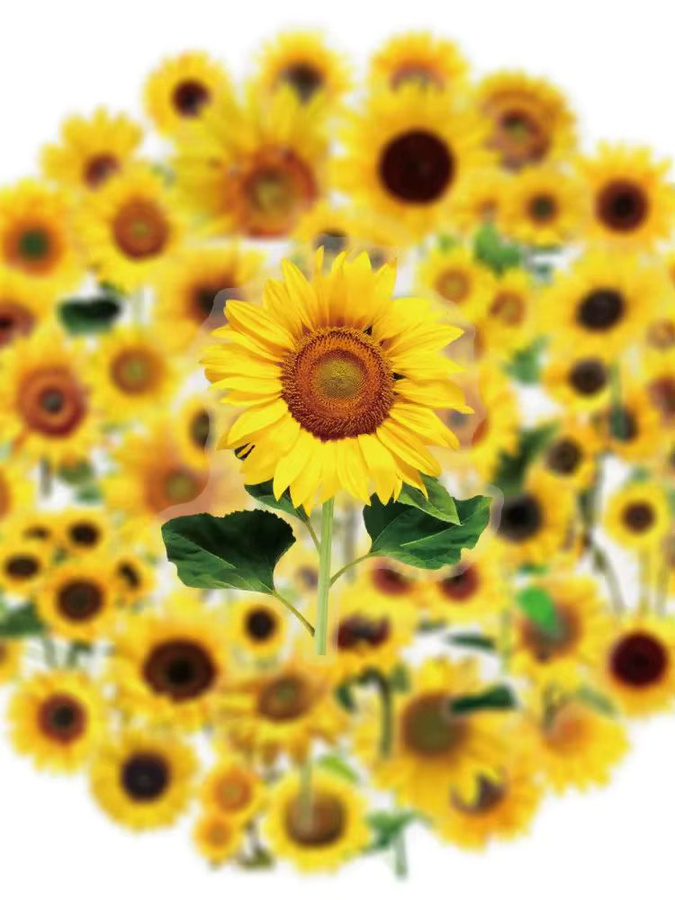 50 Stück transparente Sonnenblumen und Blumen Aufkleber aus wasserfestem PET in Gelb zur Dekoration von Gitarren, Notizbüchern und Schreibwaren - Bild 2
