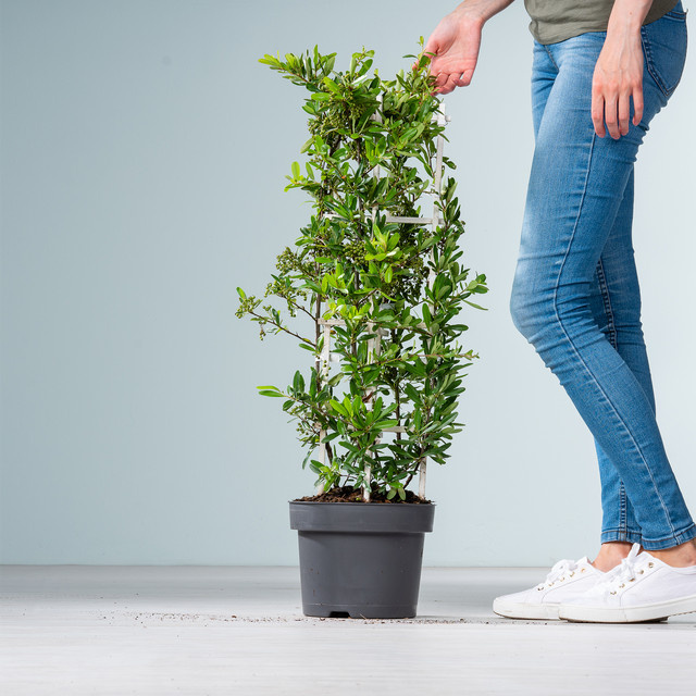 Feuerdorn Red Star Pyracantha coccinea von BLUME2000 als Säule für Hecke und Sichtschutz - Bild 1