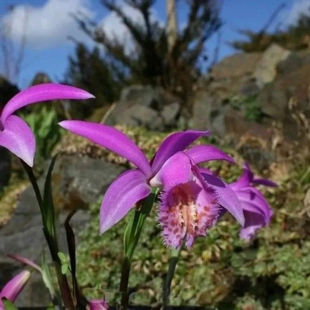 Stark blühende Tibet Orchidee Pleione formosana als mehrjährige Staude für Garten und Haus