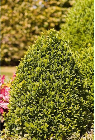 Buxus sempervirens arborescens Pflanze von Pflanzen für dich, Topfhöhe: 20-25 cm