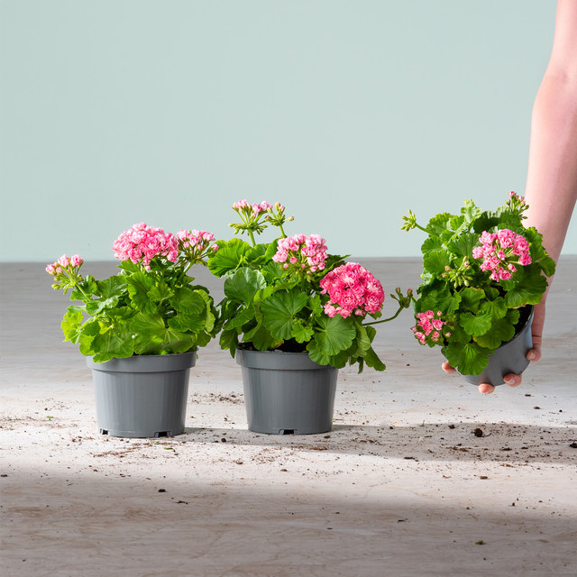 3er Set Pelargonium Geranien in Pink von BLUME2000 - Bild 1