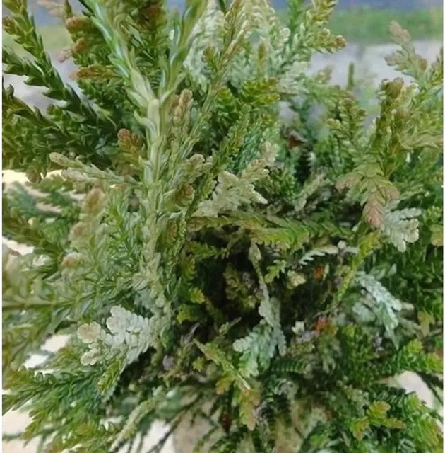 Thujopsis dolabrata Hibale Lebensbaum Variegata grün, Höhe: 50-60 cm - Bild 1