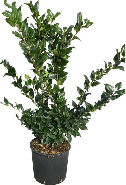 GROW by OBI Japanischer Liguster Texanum Heckenpflanze als Strauch, Höhe: 60-80 cm - Bild 1