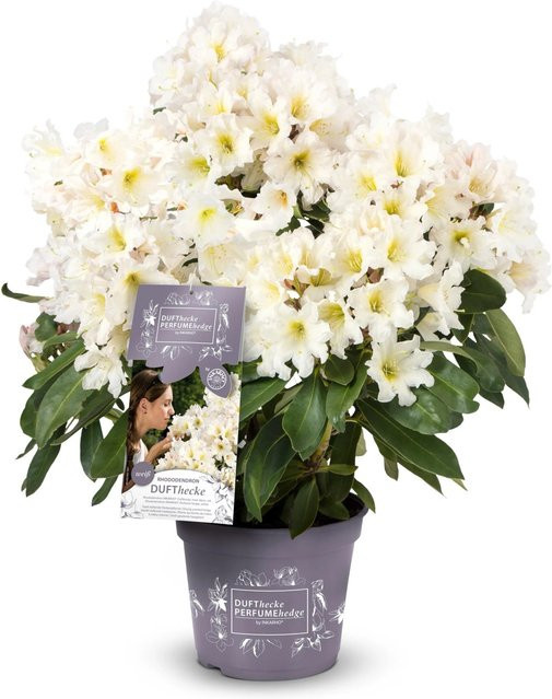 Rhododendron Dufthecke Weiß, Höhe: 30-40 cm, Topf: 5 Liter - Bild 1