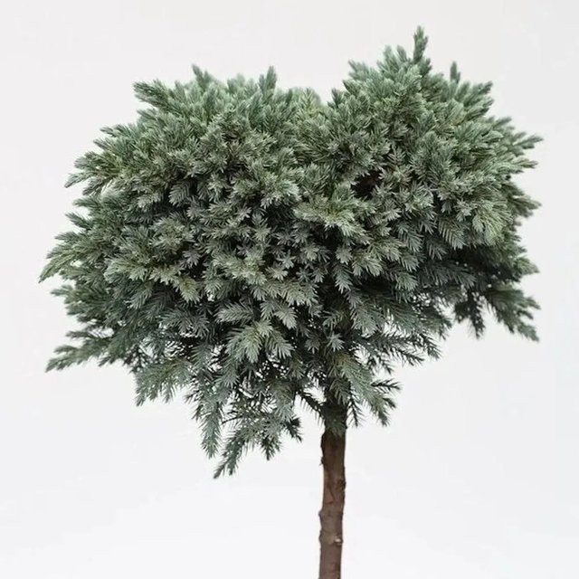 Juniperus squamata Blauer Sternwacholder Hochstamm von Nr-01.de, 40-60 cm - Bild 1