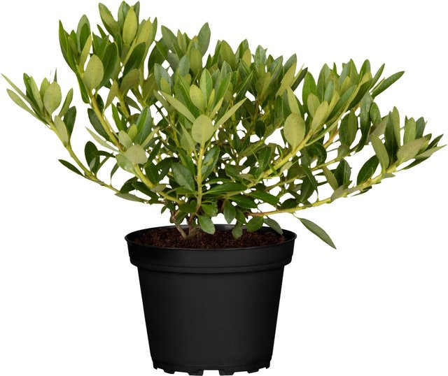 GROW by OBI Rhododendron micranthum Bloombux Rosa im Topf - Bild 1