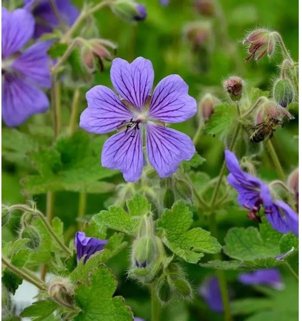 Terre Franche Kaukasus-Storchschnabel Geranium renardii als winterharte Staude für Staudenbeete und Gehölzränder - Bild 1