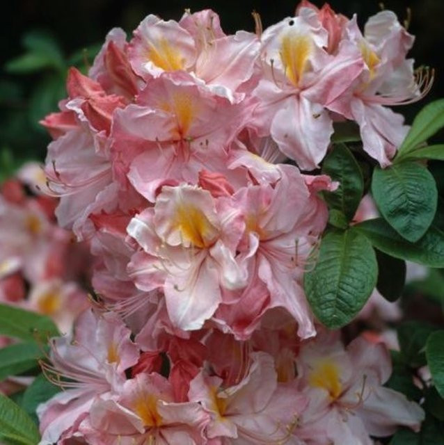 Rhododendron Cecile von Mein schöner Garten Shop, rosa Zierstrauch - Bild 1