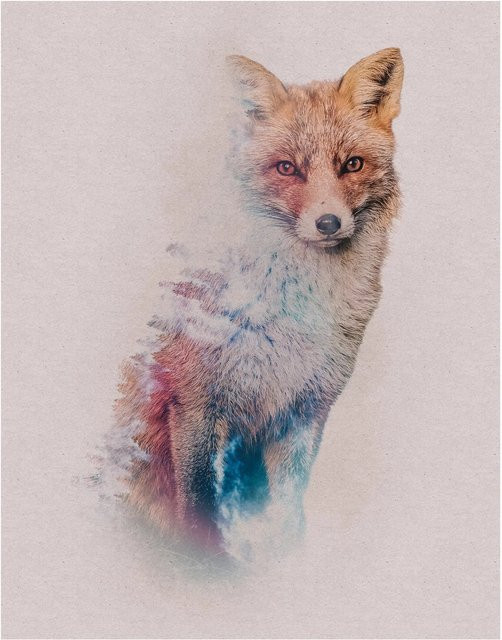 Komar Wandbild Animals Fox Paper Poster Multicolor B: 40 cm, H: 50 cm - Bild 1