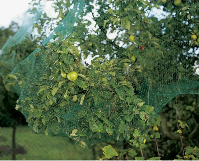 Grünes Vogelschutznetz für Obst und Beerenfrüchte B: 8 m x B: 8 m - Bild 1