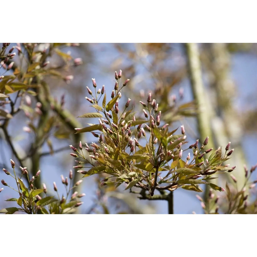 Amelanchier Arborea Robin Hill Felsenbirne mit rosa Blüten, Zierstrauch und Baum für den Garten, Höhe: 80–100 cm - Bild 2