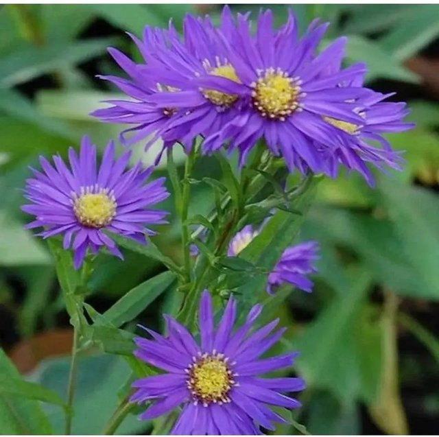 Rauhblattaster Sailor Boy Aster novae angliae lila Gartenpflanze - Bild 1