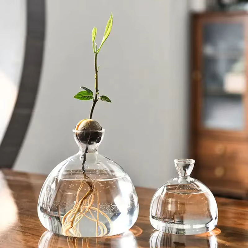 WHPHous Avocado-Samen-Startervase aus transparentem Glas für den Pflanzenanbau - Bild 2