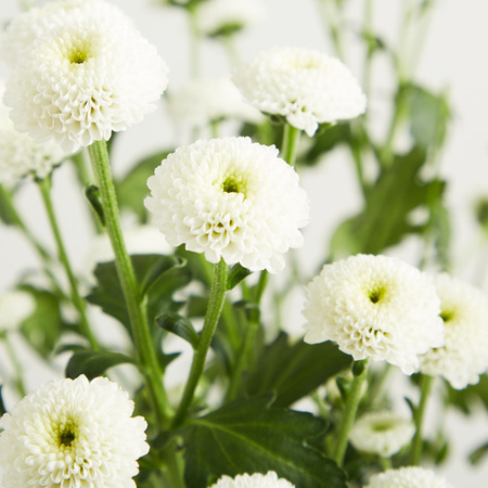 Blume2000 Weiße Chrysanthemen 'Madiba'