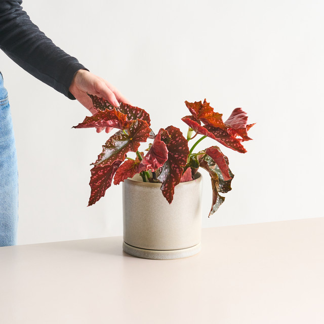 BIO Sternbegonie Green Living in Dunkelrot und Multicolour - Bild 1
