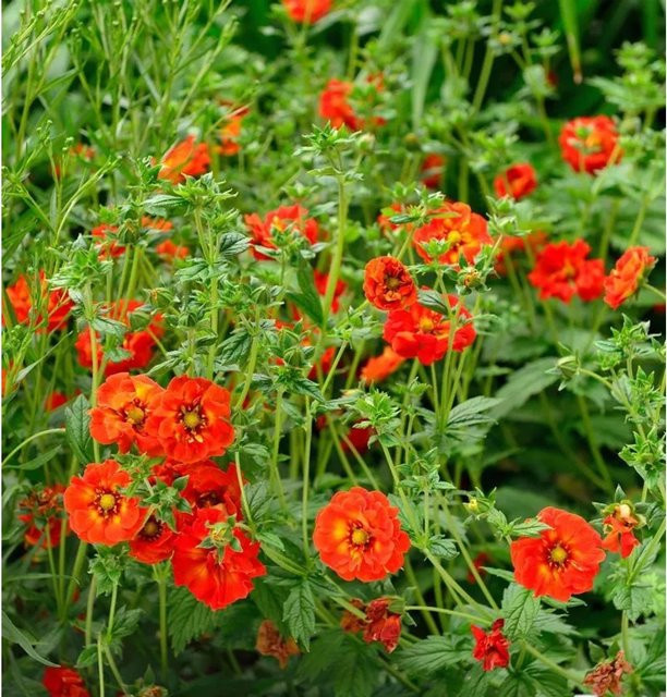 10x Fingerkraut Ranunculaeflora Plena Potentilla cultorum Stauden in Orange und Gelb - Bild 1