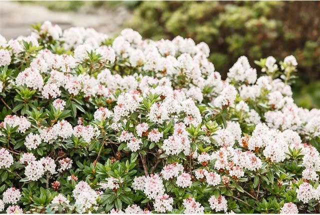 Rhododendron Micranthum Kugel Immergrün mit rosa und weißen Blüten, Höhe: 30 cm - Bild 1
