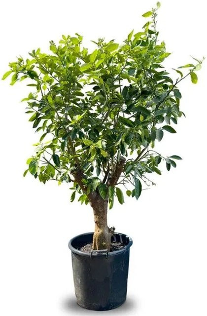 Sunny-Tree Limettenbaum Citrus Latifolia XL Fruchtbildender Obstbaum, Höhe: 180 cm - Bild 1