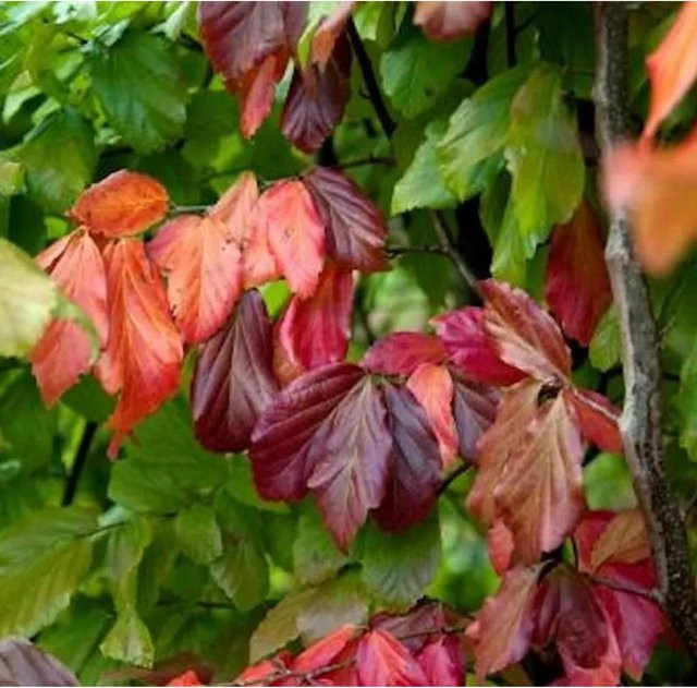 Eisenholzbaum Parrotia persica für deinen Garten, mehrfarbig, Höhe: 40-60 cm - Bild 1