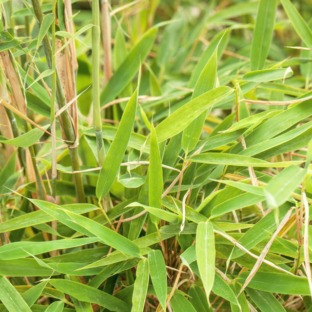 Fargesia Gartenbambus Jumbo als grüner Zierstrauch für deinen Garten, Höhe: 300 cm - Bild 1