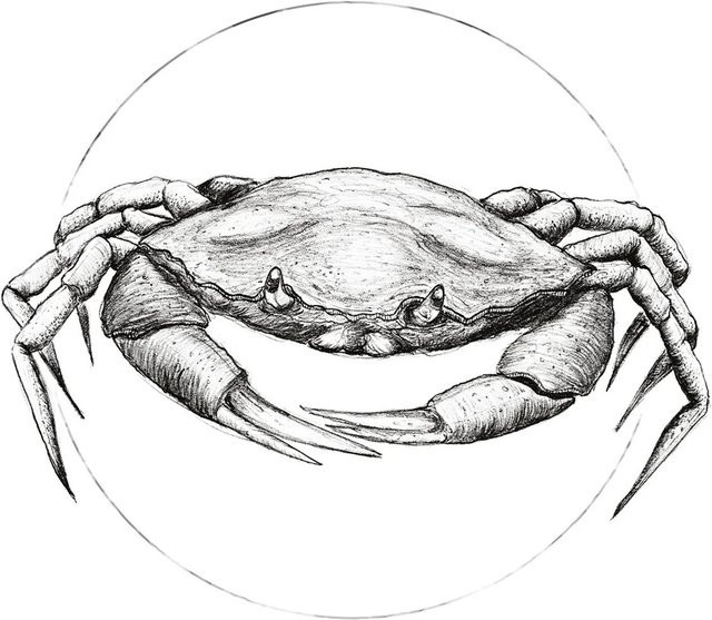 Komar Wandbild Crab in White, Paper Poster aus Qualitätsvlies, Breite: 40 cm, Höhe: 50 cm - Bild 1