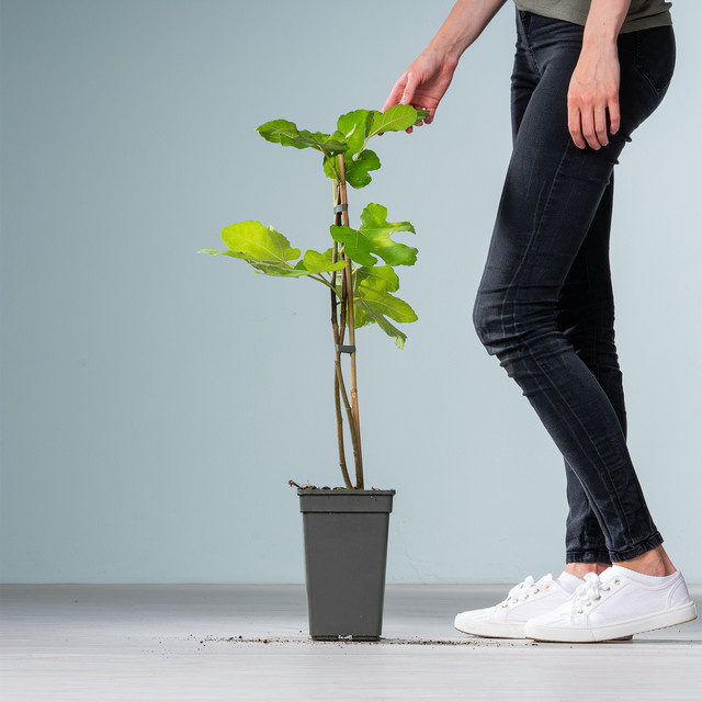 Winterharter Feigenbaum Ficus von BLUME2000 für Balkon, Terrasse und Beet - Bild 1