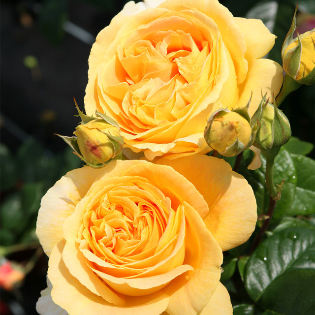 Edelrose Tantau Candlelight Rosa als Strauch, wurzelnackt - Bild 1