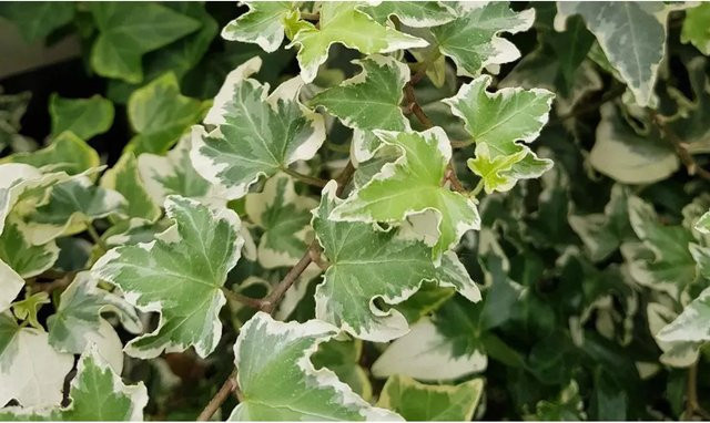 12er-Set Helix Efeu Wellenspiel Hedera helix in Weiß-Grün für Garten und Außenbereich - Bild 1