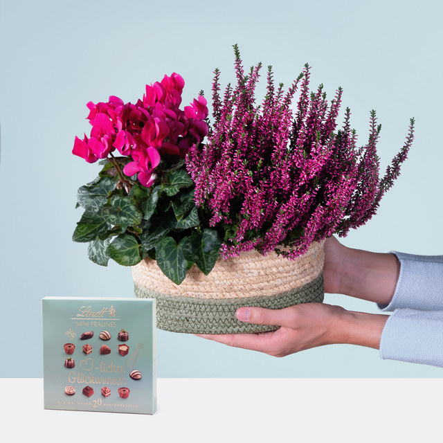 BLUME2000 Purpur Traum Geschenkset mit Lindt Pralinés, Heidekraut und Cyclamen - Bild 1