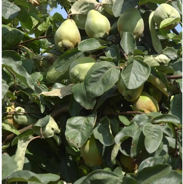 Quitte Bereczki Cydonia oblonga Obststrauch von Nr-01.de, Höhe: 60-80 cm - Bild 1