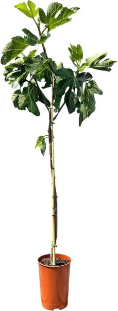 Sunny-Tree Feigenbaum Ficus Carica mit essbaren Früchten, grün, Höhe: 160 cm - Bild 1