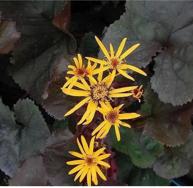 Ligularia dentata Kreuzkraut Britt-Marie Crawford gelbe Staude von Nr-01.de - Bild 1