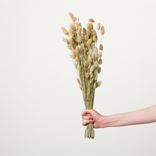 Trockenblumenbund Phalaris von Green Living in Natur und Beige mit Weizen - Bild 1