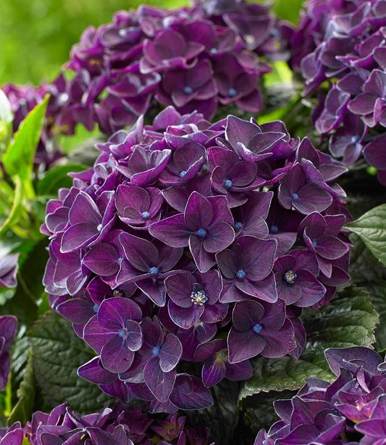 Freiland-Hortensie Deep Purple Dance im 2-Liter Topf - Bild 1