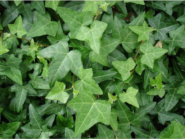 Hedera helix Efeu Kletterpflanze im Topf Durchmesser: 9 cm - Bild 1