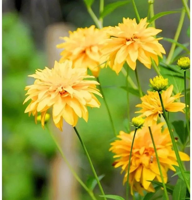 Schlitzblättriger Sonnenhut Rudbeckia hirta Goldball gelbe Staude für Garten und Staudenbeete - Bild 1