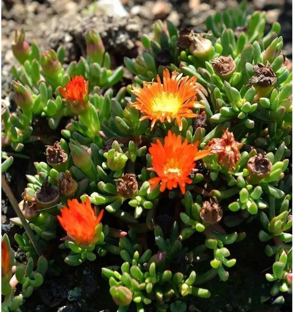 Delosperma cooperi Mittagsblümchen in Orange als pflegeleichte Stauden und Bodendecker für den Garten - Bild 1