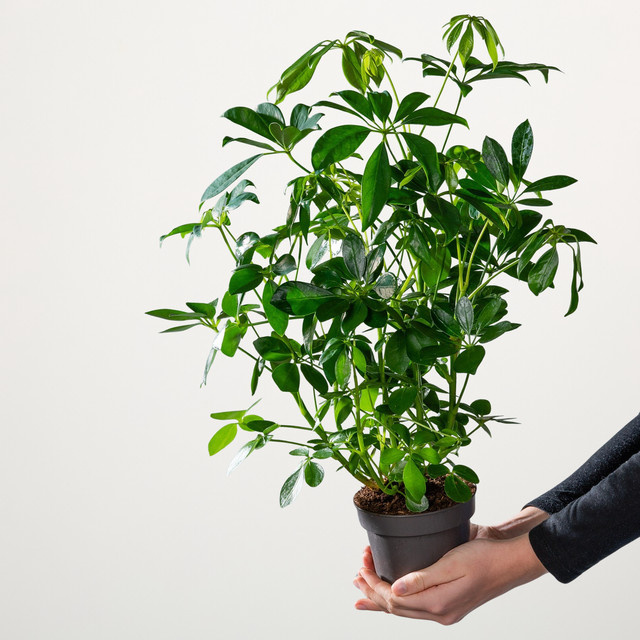 BIO Schefflera Compact Zimmerpflanze von BLUME2000 in Grün - Bild 1