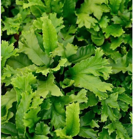 Hirschzungenfarn Digitata Cristpa Asplenium scolopendrium grüne Zimmerpflanze