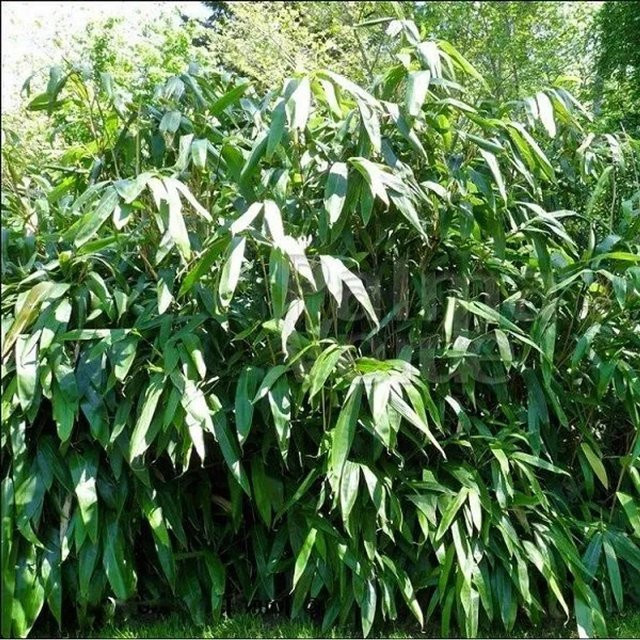 Arborix Indocalamus tessellatus Bambus mit dunkelgrünem Laub im Container, Höhe: 20 bis 30 cm - Bild 1