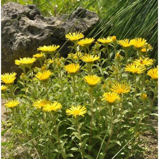 Behaarter Alant Inula hirta gelbe Staude für den Garten von Nr-01.de - Bild 1