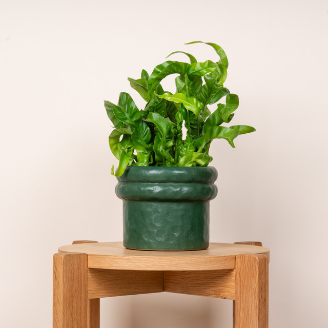 Rustikaler Keramik Übertopf von BLUME2000 in Grün für den Tisch, Höhe: 12 cm, Breite: 13 cm, Tiefe: 12 cm - Bild 1