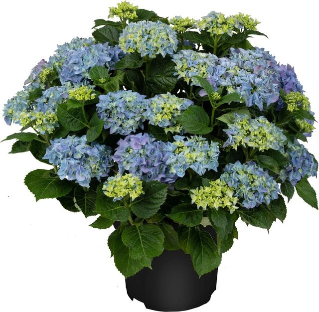 GROW by OBI Bauernhortensie Hydrangea macrophylla Blau, Höhe: 30 - 50 cm, Topfgröße: ca. 5 cm - Bild 1