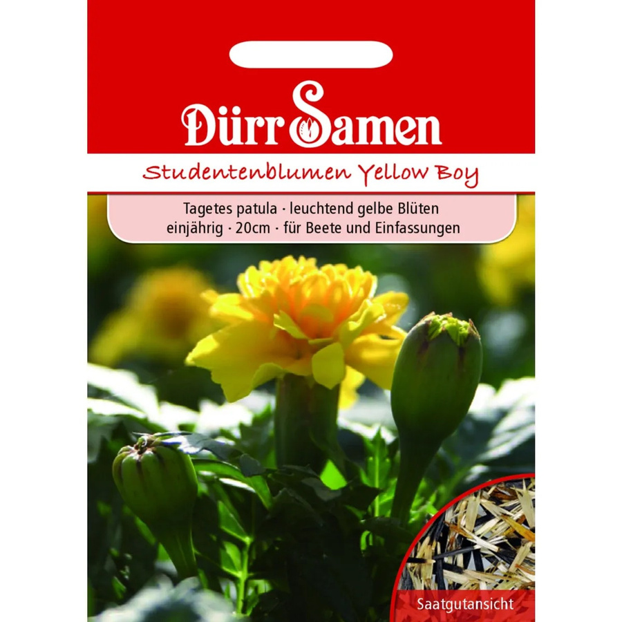 Dürr Studentenblumen Yellow Boy Gelb Einjähriges Saatgut 100 g - Bild 2