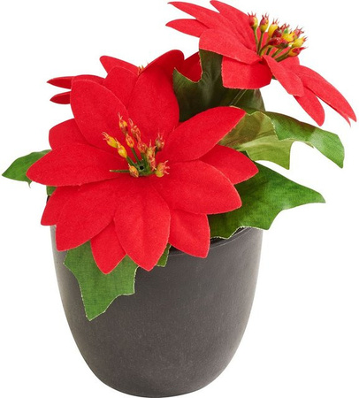 Weihnachtsstern Gloria im Topf in Rot als Tischdekoration