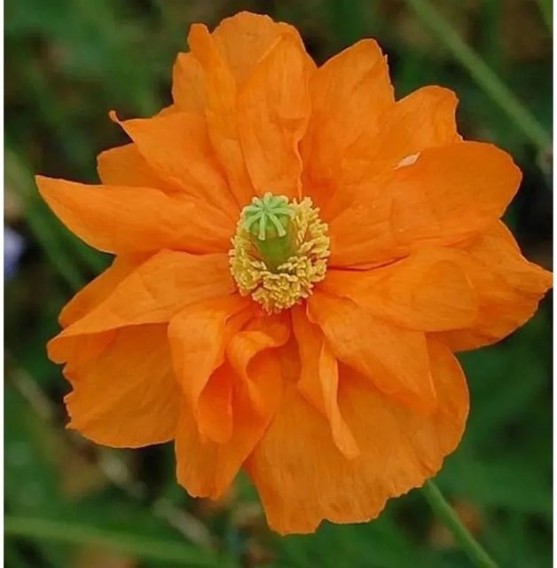 Amerikanischer Mohn Papaver lateritium Semiplenum als mehrjährige Gartenpflanze - Bild 1