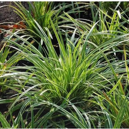 Carex foliosissima Teppichpflanze Segge Ice Dance in Grün für Garten und Freiland