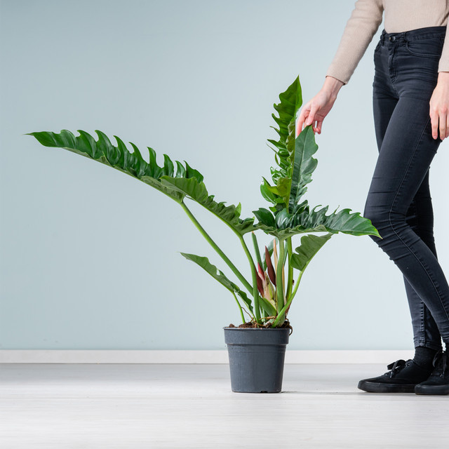 Philodendron Narrow XL Pflanze von BLUME2000 in Grün, Höhe: 100 cm, Breite: 80 cm - Bild 1
